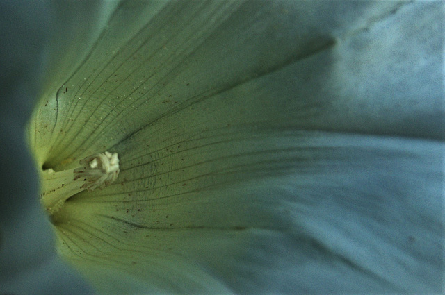 Bindweed