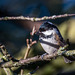 Coal tit