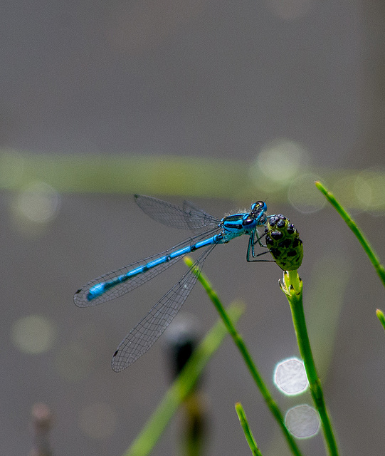 Perched damsel fly