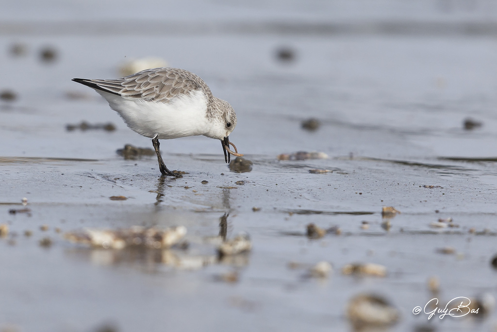 GBAS0146 Bécasseau sanderling