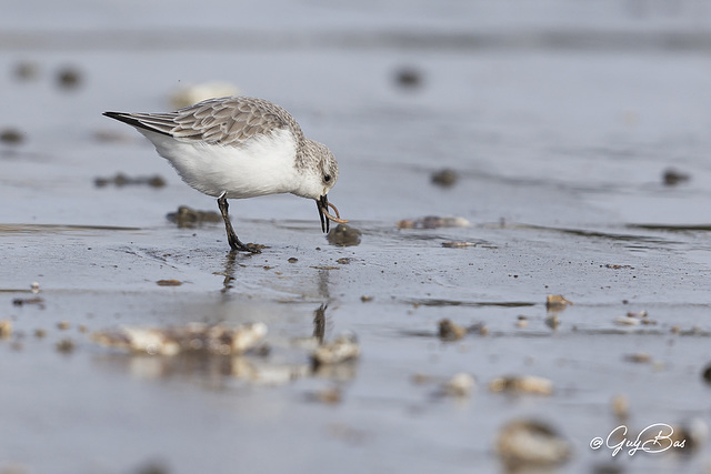 GBAS0146 Bécasseau sanderling