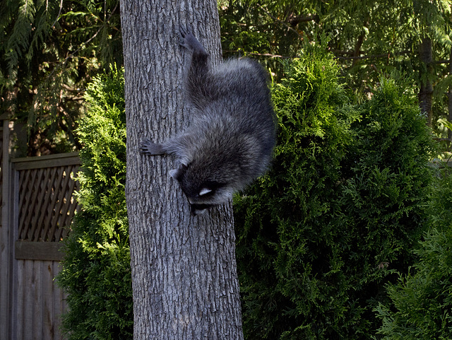 Coon Kit, "getting the hang"