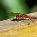 Common darter