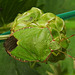 20210913 2875CPw [D~LIP] Grüne Stinkwanze (Palomena prasina), Kleiner Wiesenknopf (Sanguisorba minor), Bad Salzuflen