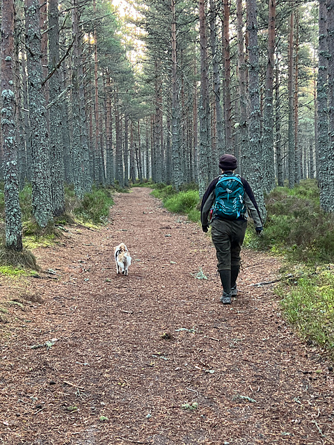 On the Carrbridge Drochan 4.4 mile loop