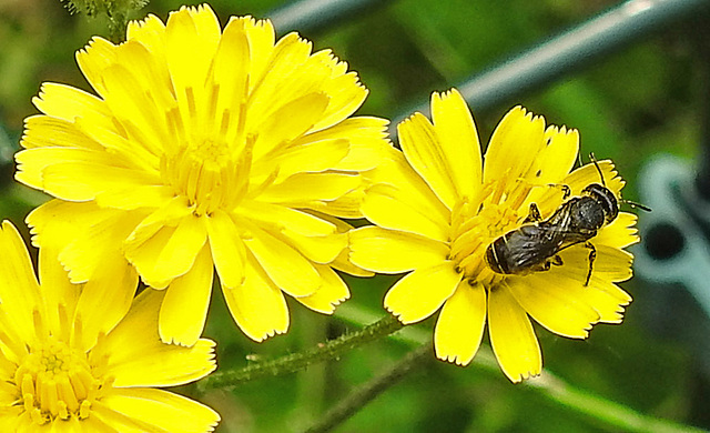 20230620 1031CPw [D~LIP] Kleinköpfiger Pippau (Crepis capillaris), Hosenbiene (Dasypoda hirtipes), Bad Salzuflen