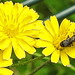 20230620 1031CPw [D~LIP] Kleinköpfiger Pippau (Crepis capillaris), Hosenbiene (Dasypoda hirtipes), Bad Salzuflen