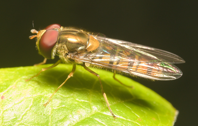 IMG 9731 Hoverfly