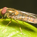 IMG 9731 Hoverfly