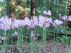 Lycoris squamigera