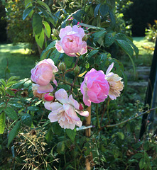 Quelques roses en fleur