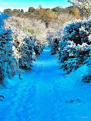 Winter wonderland - it was -10°C early this morning here...