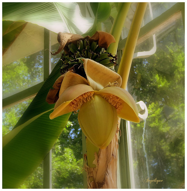 Belle journée à tous ❤️et bon we !Bananier /HFF