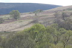 Crowden trees