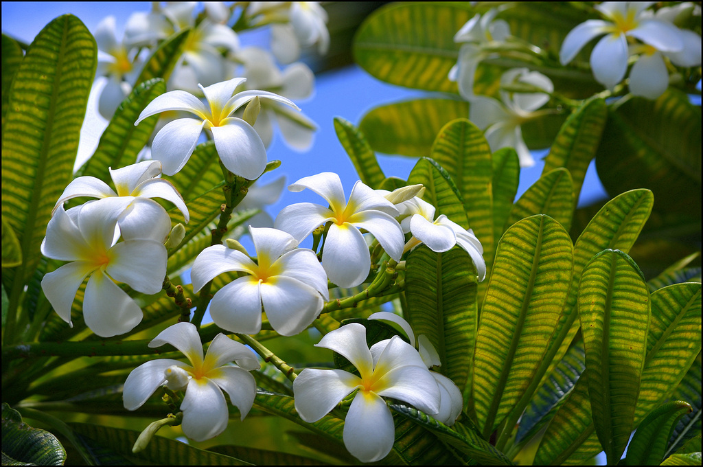 plumeria - waikiki