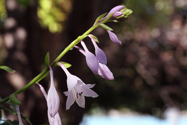 Hosta spray