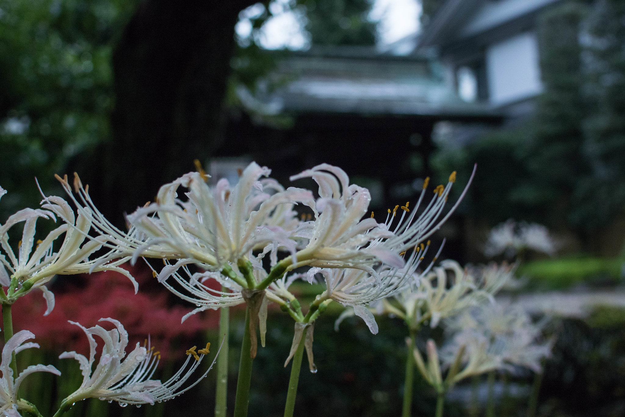 White spider lily