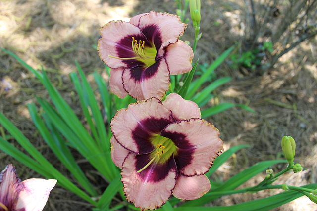 A stronger., Hybrid Lily... ( my favorite)