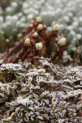 A frosty day at the Botanics