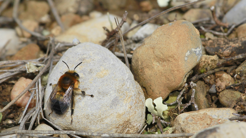 Anthophore plumeuse