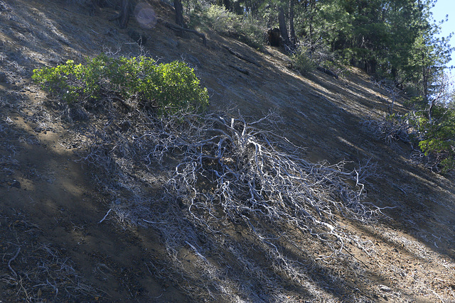 Cinder Butte