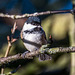 Coal tit3