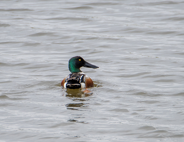 Shoveler duck.2jpg