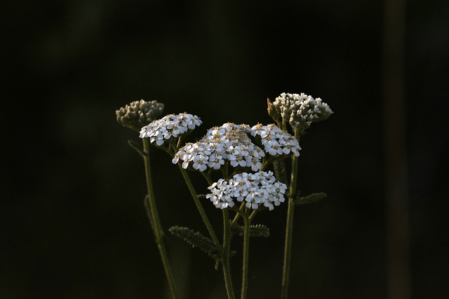 Common Yarrow