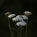 Common Yarrow