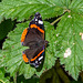 Red admiral