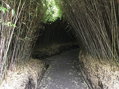 The Bamboo Maze
