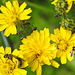 20230620 1032CPw [D~LIP] Kleinköpfiger Pippau (Crepis capillaris), Hosenbiene (Dasypoda hirtipes), Insekt, Blattlaus, Bad Salzuflen