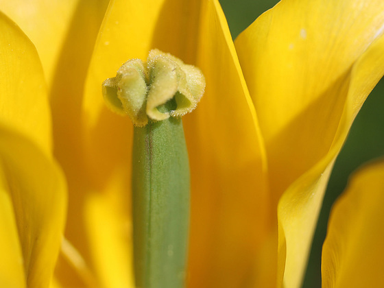 Tulip Detail