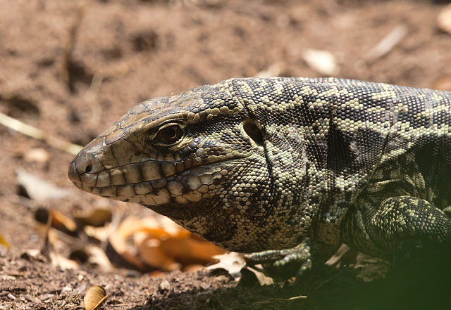 EF7A0839 Lizard