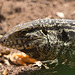 EF7A0839 Lizard