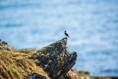 Noch ein Vogel - 20160321