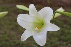 Easter Lily