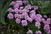 Armeria (2)