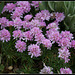 Armeria (2)