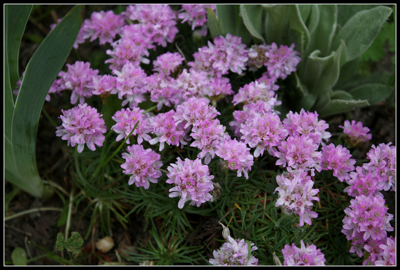 Armeria (2)