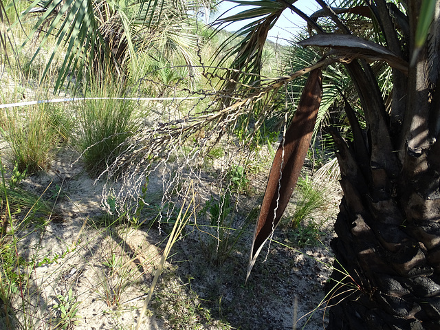 DSC04953 - espata de butiá Butia catarinensis, Arecaceae