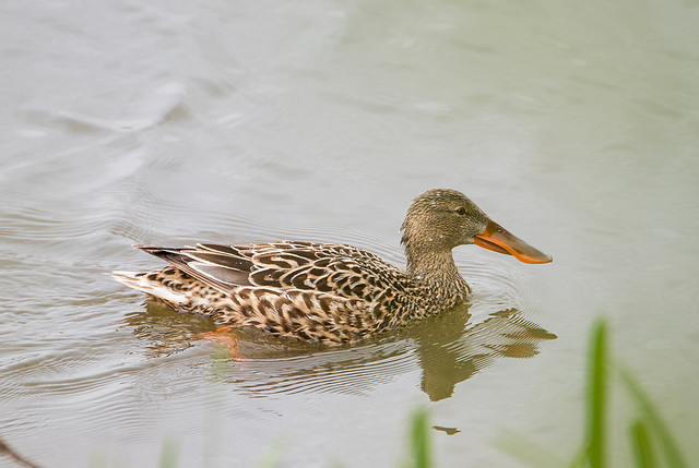 Shoveler duck