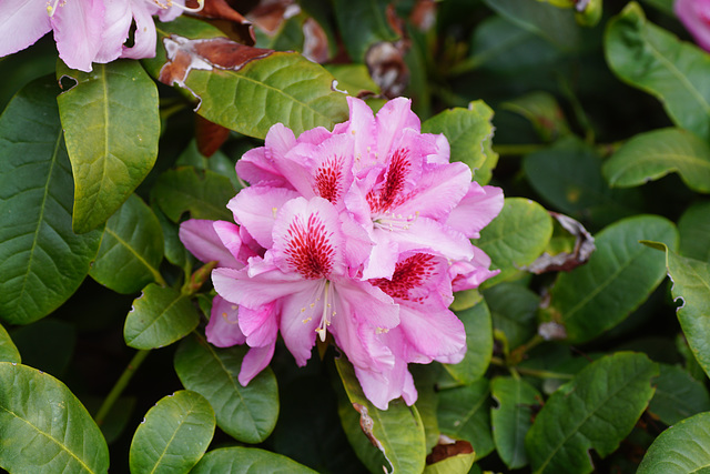 Rhododendron