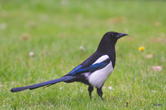Magpie - The Eurasian magpie is widely considered one of the most intelligent animals in the world and one of only a few non-mammal species able to recognize itself in a mirror test.