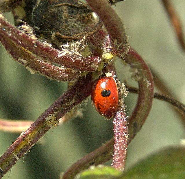 Tiny Newly Emerged Ladybird