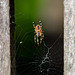 A spider on its web