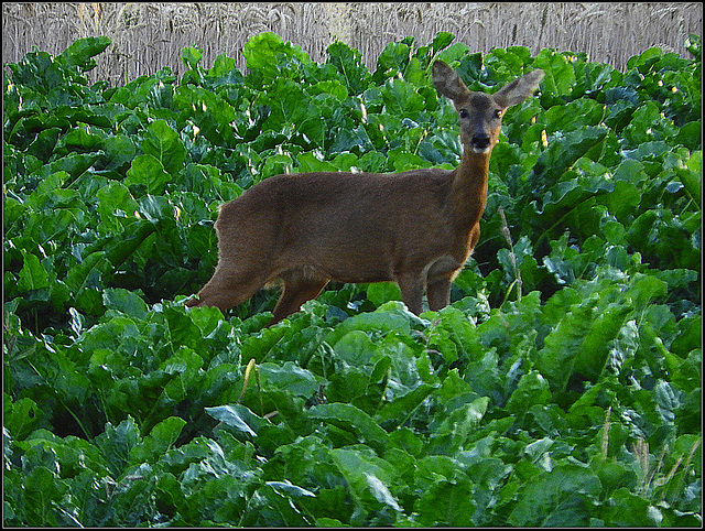 Delicious juicy beet leaves