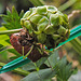 20210913 2876CPw [D~LIP] Grüne Stinkwanze (Palomena prasina), Kleiner Wiesenknopf (Sanguisorba minor), Bad Salzuflen