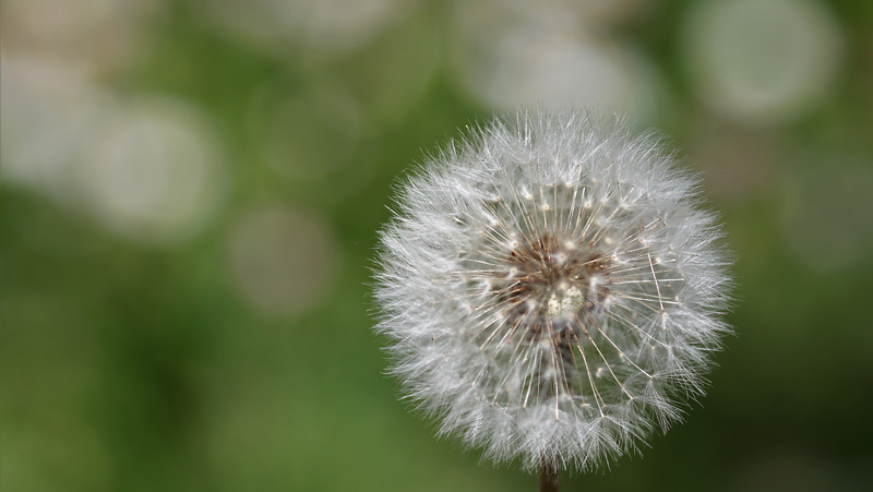 Taraxacum Leontodon
