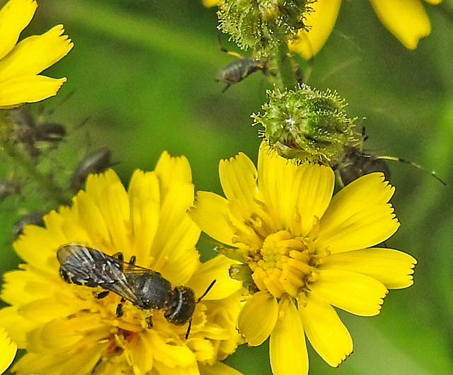 20230620 1033CPw [D~LIP] Kleinköpfiger Pippau (Crepis capillaris), Hosenbiene (Dasypoda hirtipes), Blattlaus, Bad Salzuflen
